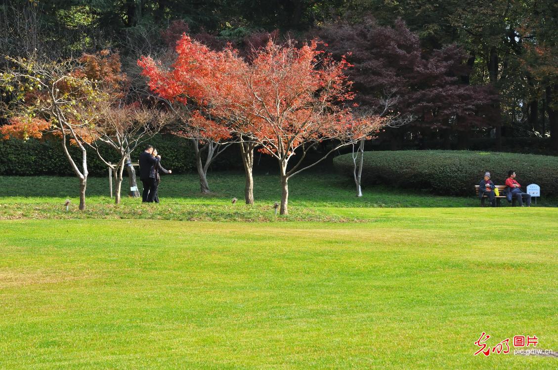 Encounter picturesque Autumn scenery in Shanghai
