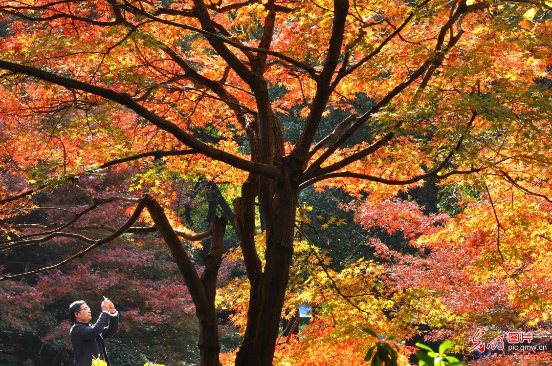 Encounter picturesque Autumn scenery in Shanghai