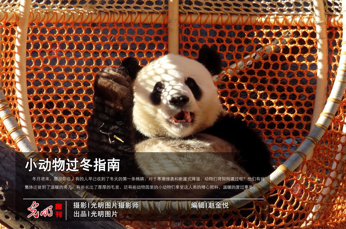Cute animals navigating cold air across China