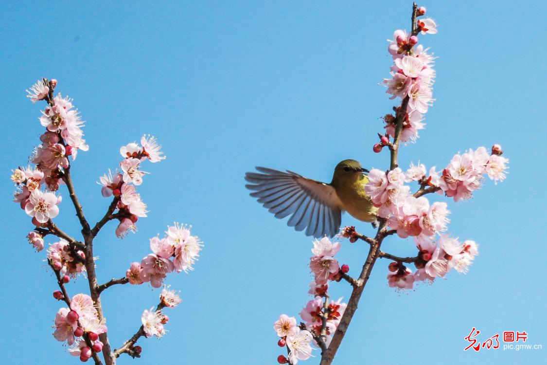 Sunbirds seen amid plum flowers in C China's Hubei