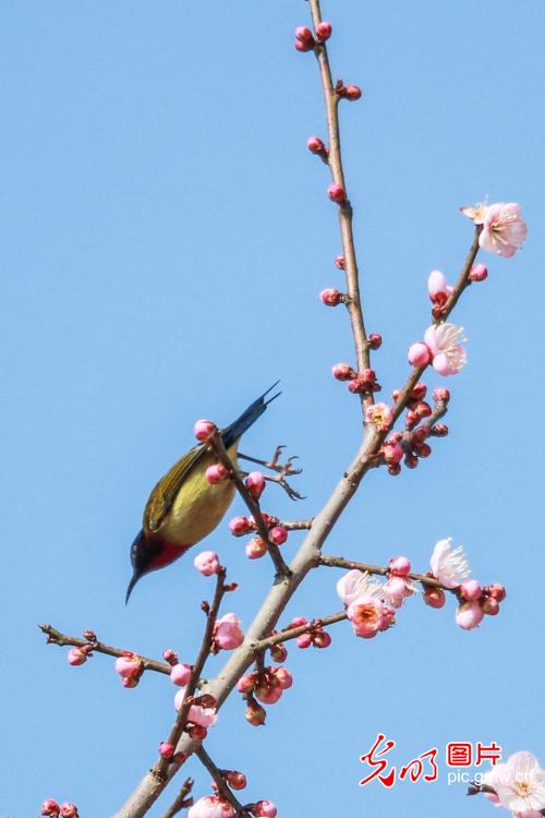 Sunbirds seen amid plum flowers in C China's Hubei