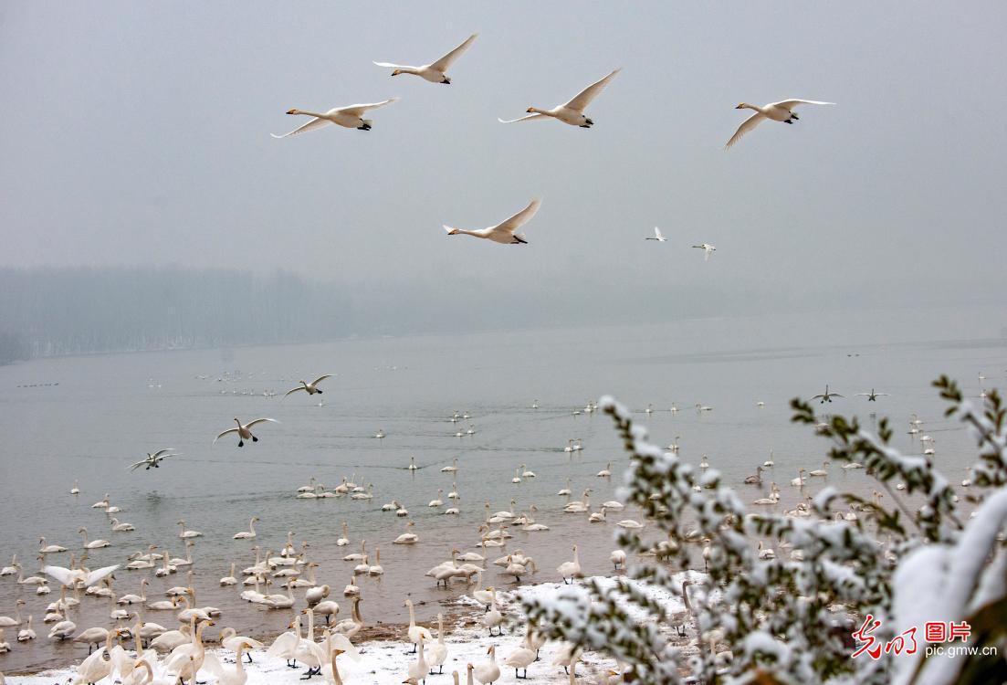 White swans foraging in snow at wetland park in central China's Henan