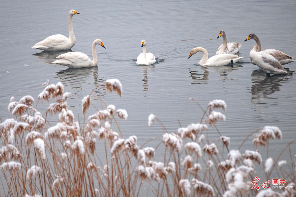 White swans foraging in snow at wetland park in central China's Henan