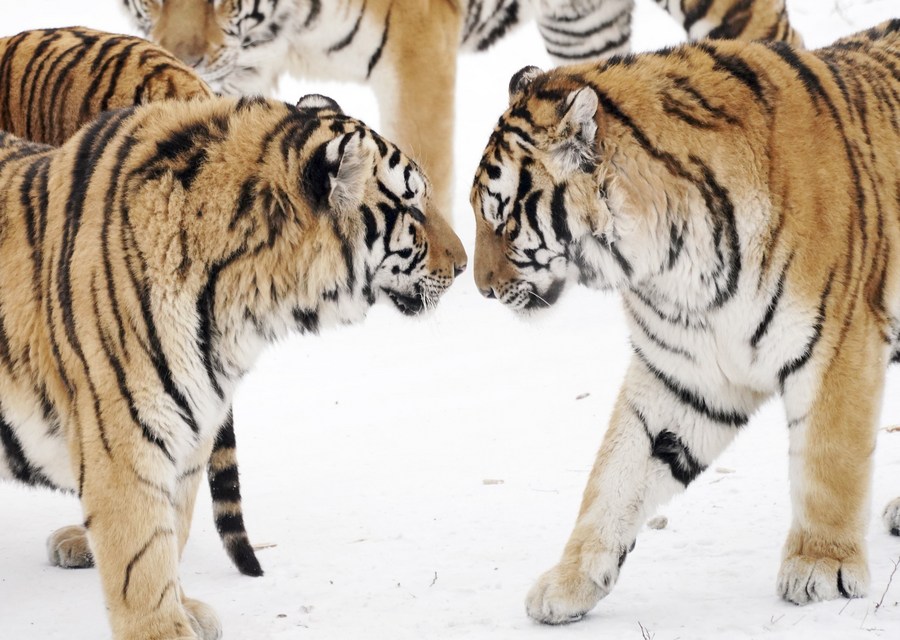 China ushers in Year of the Tiger with strength, vigor