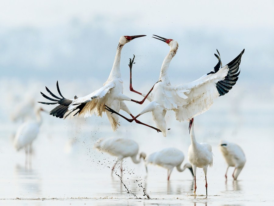 From Russia to China, a thousands-mile journey of Siberian cranes