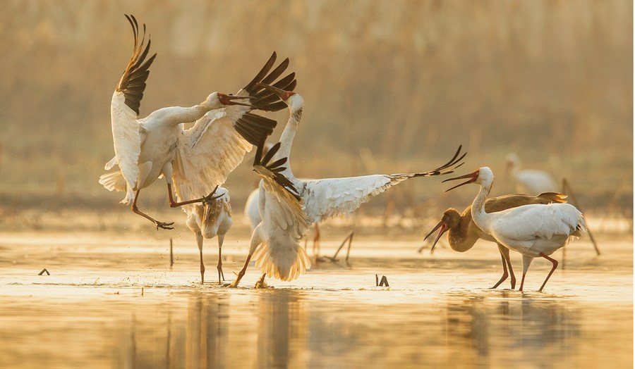 From Russia to China, a thousands-mile journey of Siberian cranes