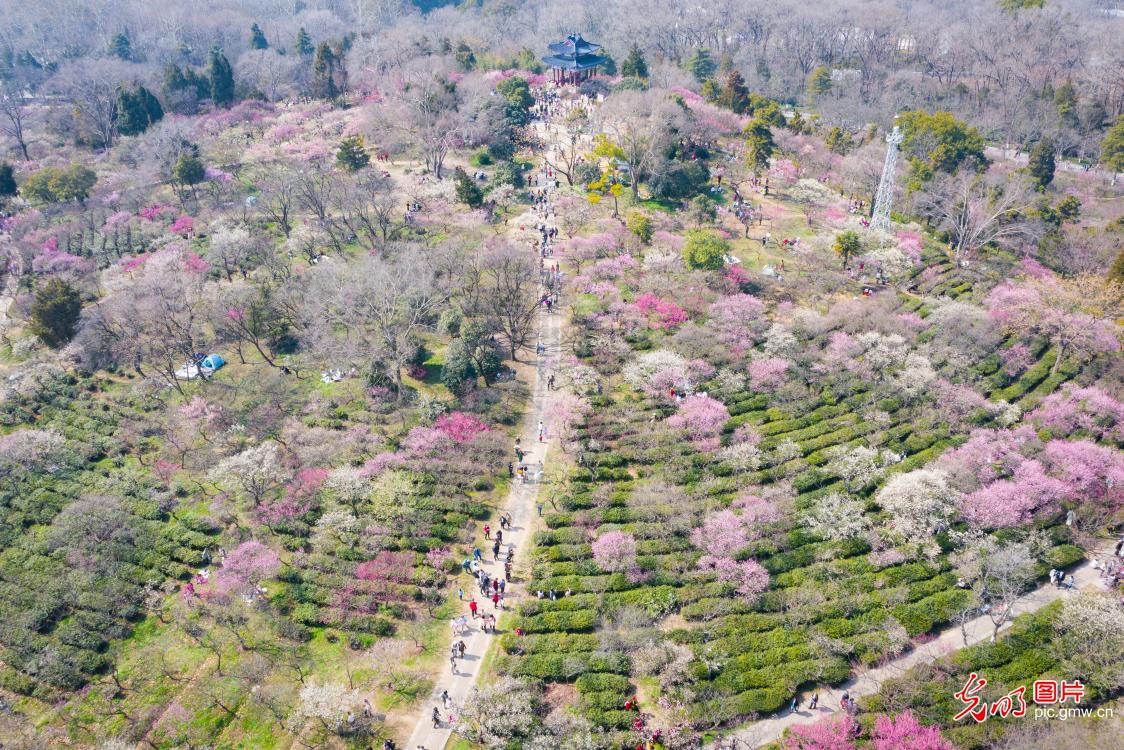 Enjoy the springtime of plum blossoms