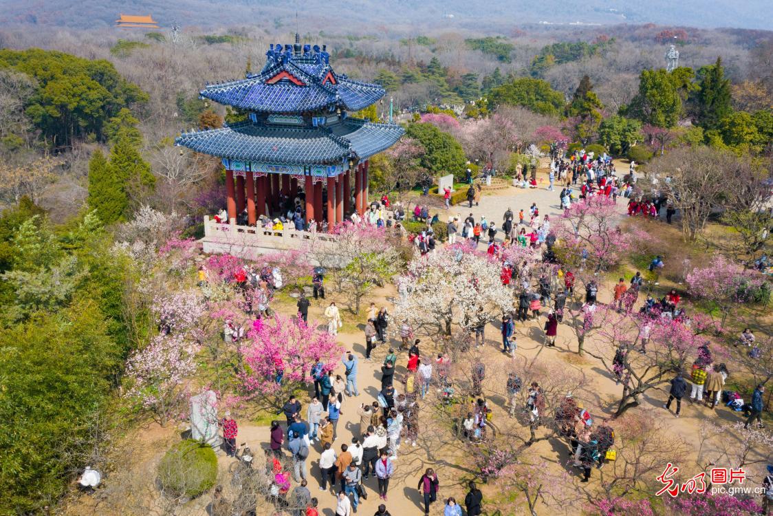 Enjoy the springtime of plum blossoms