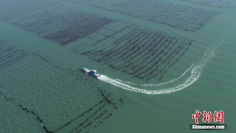 The sea pasture is busy with spring ploughing