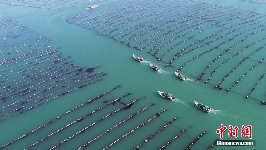 The sea pasture is busy with spring ploughing The sea pasture is busy with spring ploughing