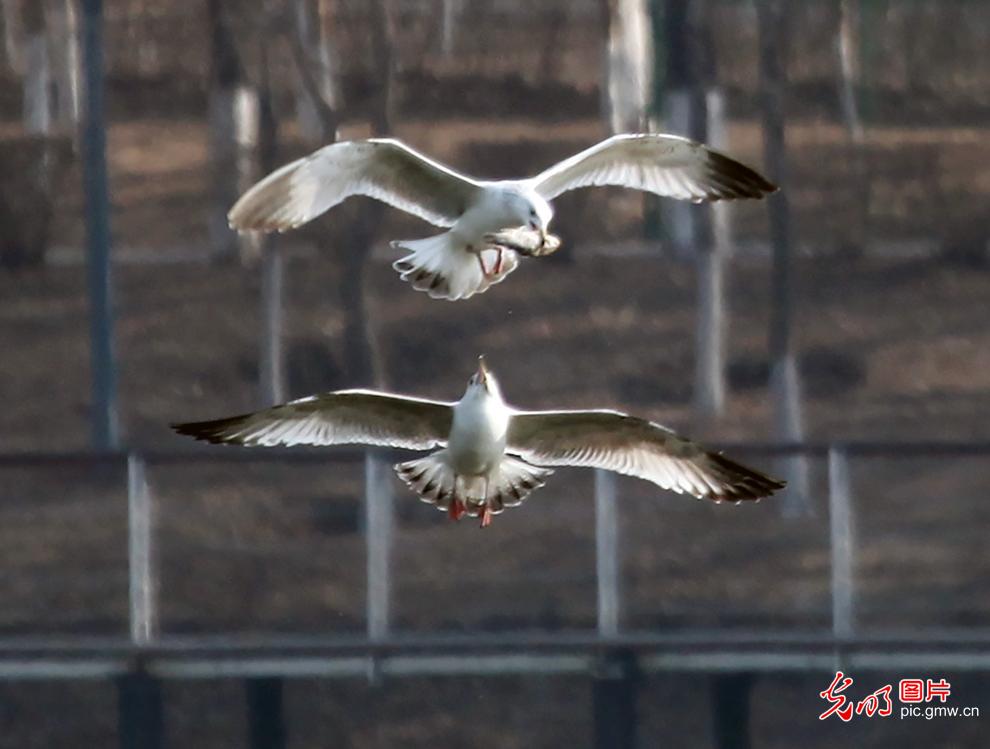 Shenyang: frozen river flows and seagulls come as expected in warm spring