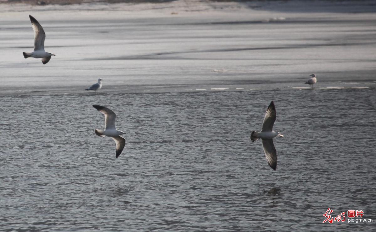 Shenyang: frozen river flows and seagulls come as expected in warm spring