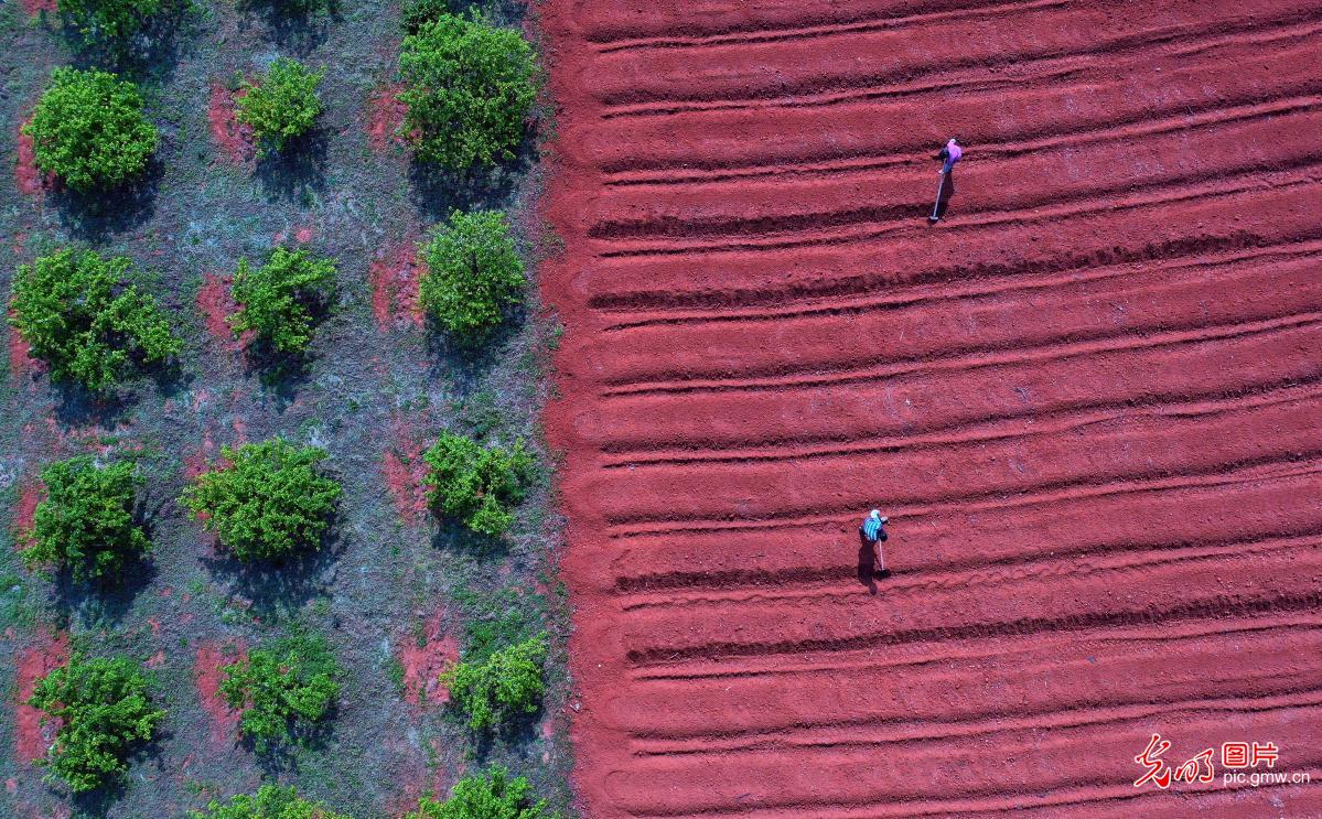 Party members and cadres help 10 thousand mu of 