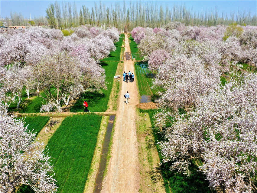 Xinjiang welcomes spring with apricot blossoms in full bloom Xinjiang welcomes spring with apricot blossoms in full bloom