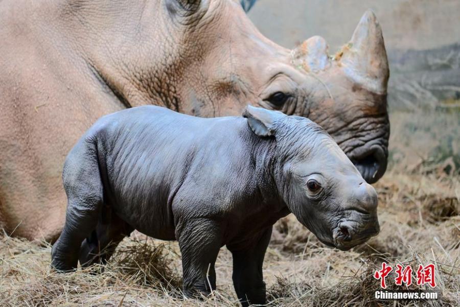 Baby white rhino born at Chimelong Safari Park in Guangzhou