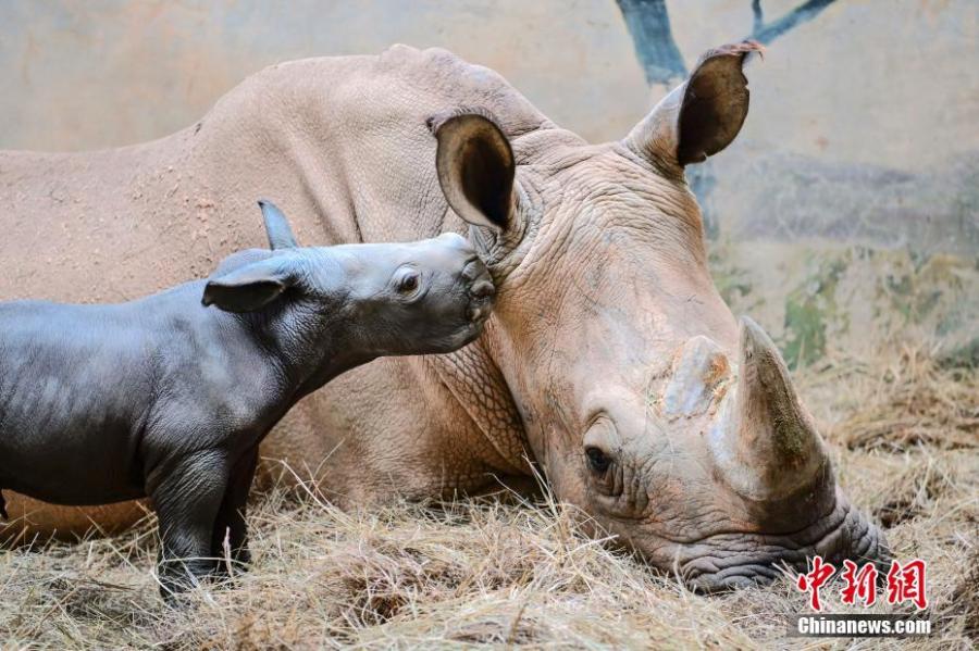 Baby white rhino born at Chimelong Safari Park in Guangzhou