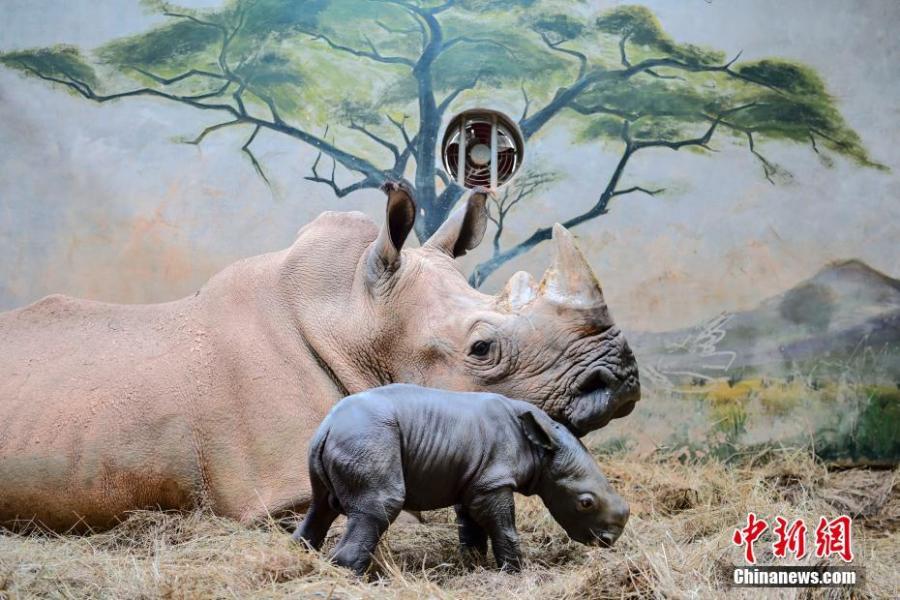 Baby white rhino born at Chimelong Safari Park in Guangzhou