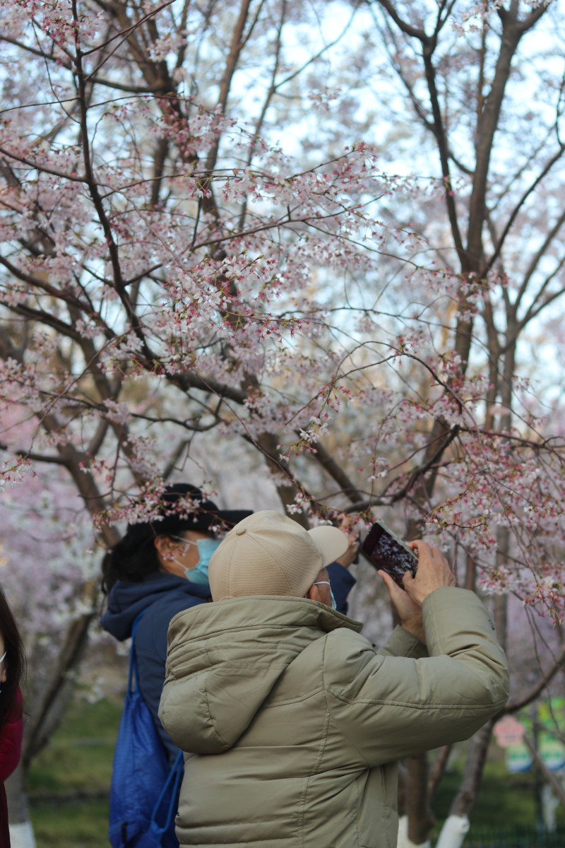 In pics: people gather in Yuyuantan Park to take photos of cherry blossoms