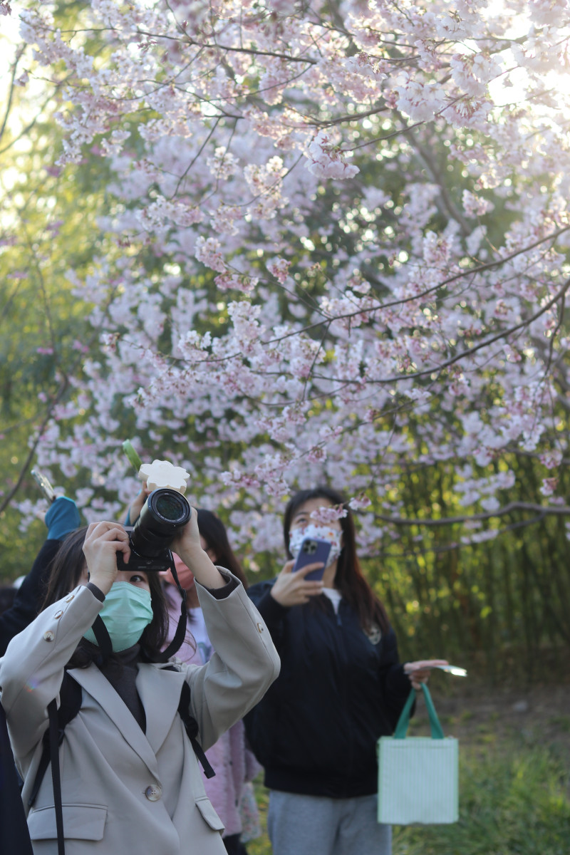 In pics: people gather in Yuyuantan Park to take photos of cherry blossoms