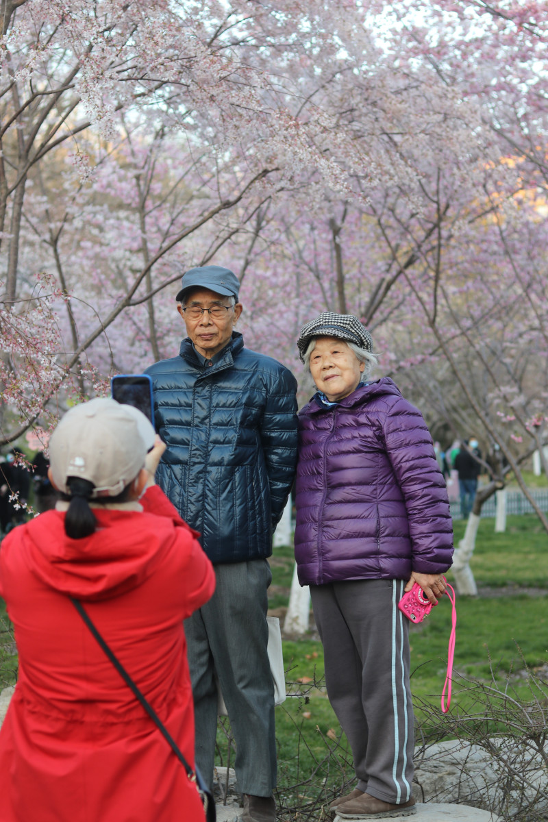 In pics: people gather in Yuyuantan Park to take photos of cherry blossoms