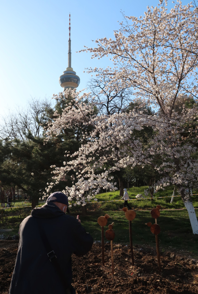 In pics: people gather in Yuyuantan Park to take photos of cherry blossoms