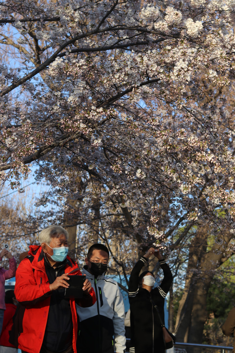 In pics: people gather in Yuyuantan Park to take photos of cherry blossoms