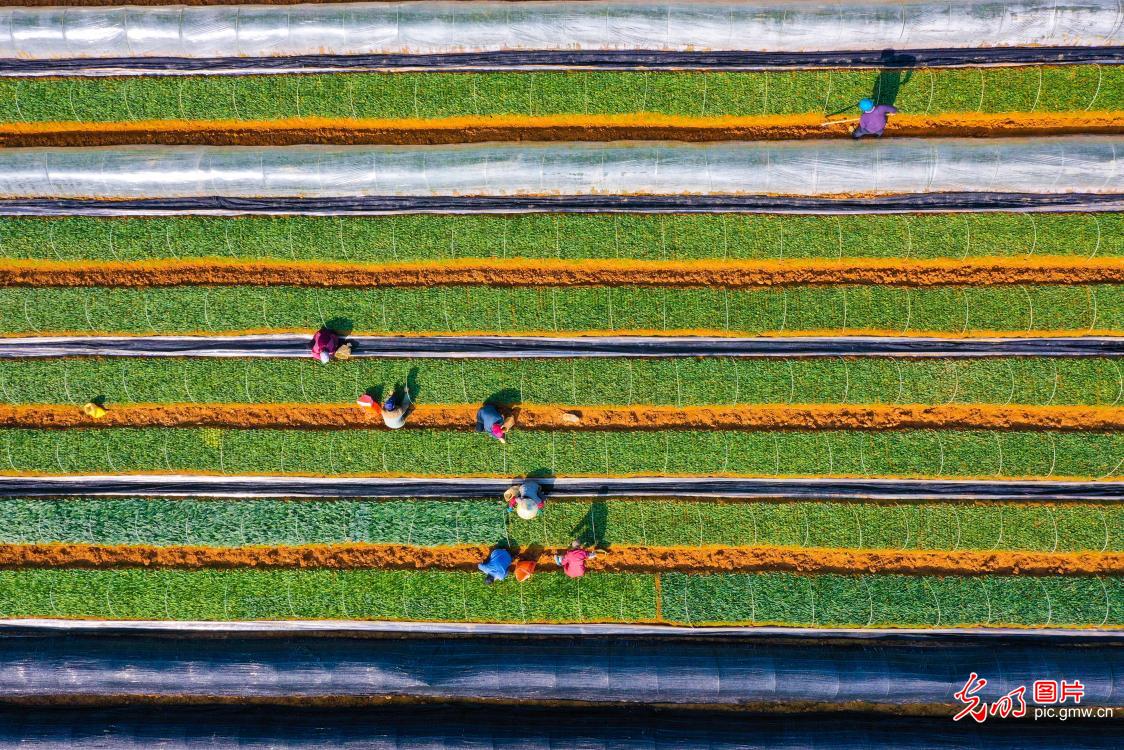 Seize the fine weather to manage and protect tea seedlings