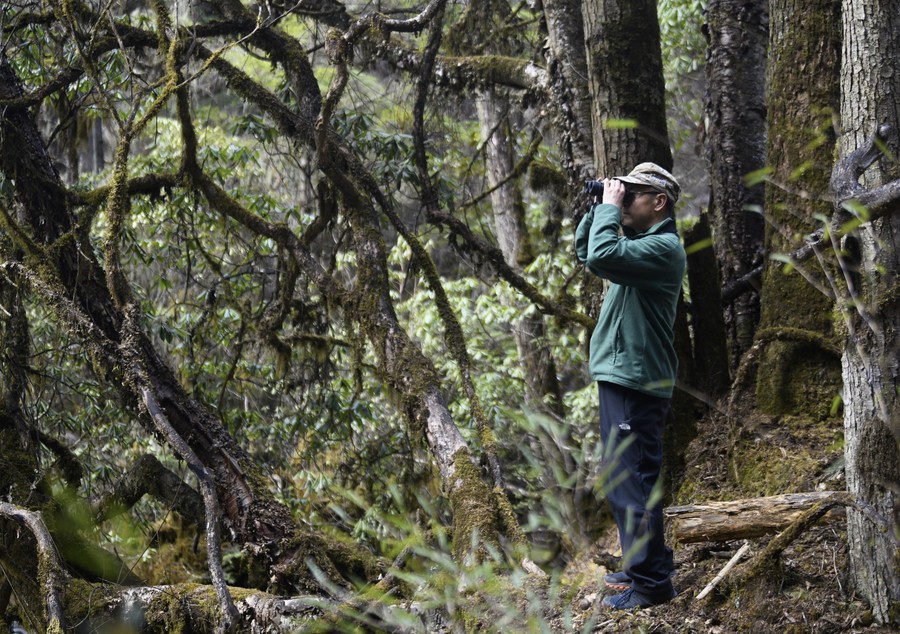 InPics: Guardian of wild birds in China's Wolong National Nature Reserve