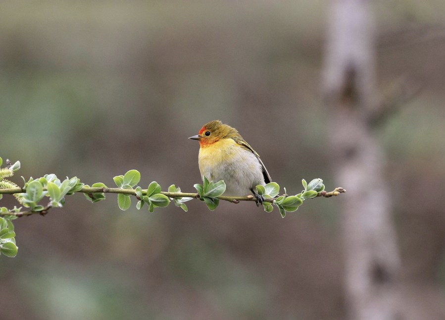 InPics: Guardian of wild birds in China's Wolong National Nature Reserve