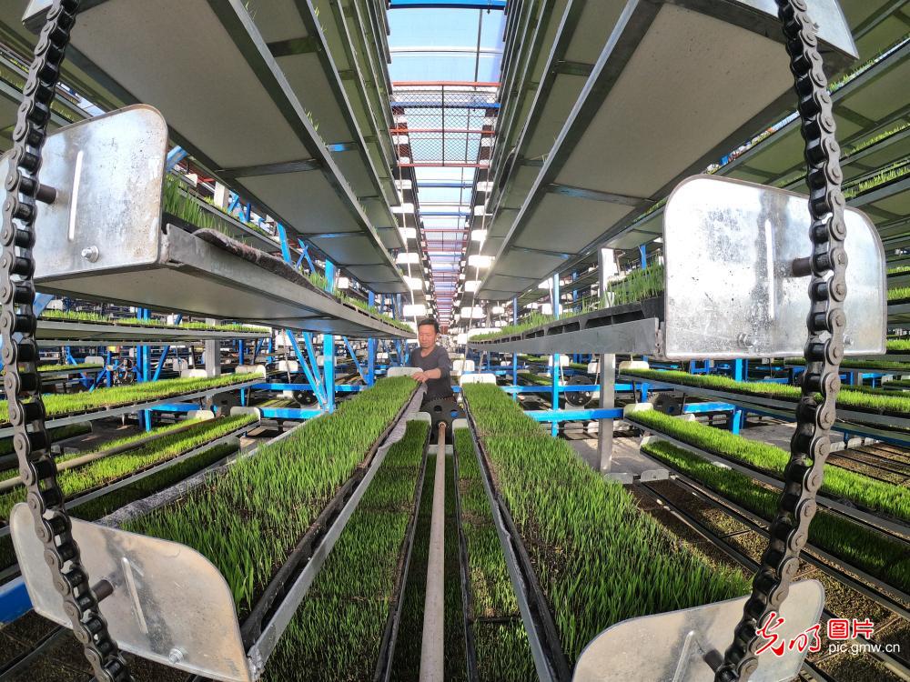 Automated regenerative rice seedling breeding begins in Henan