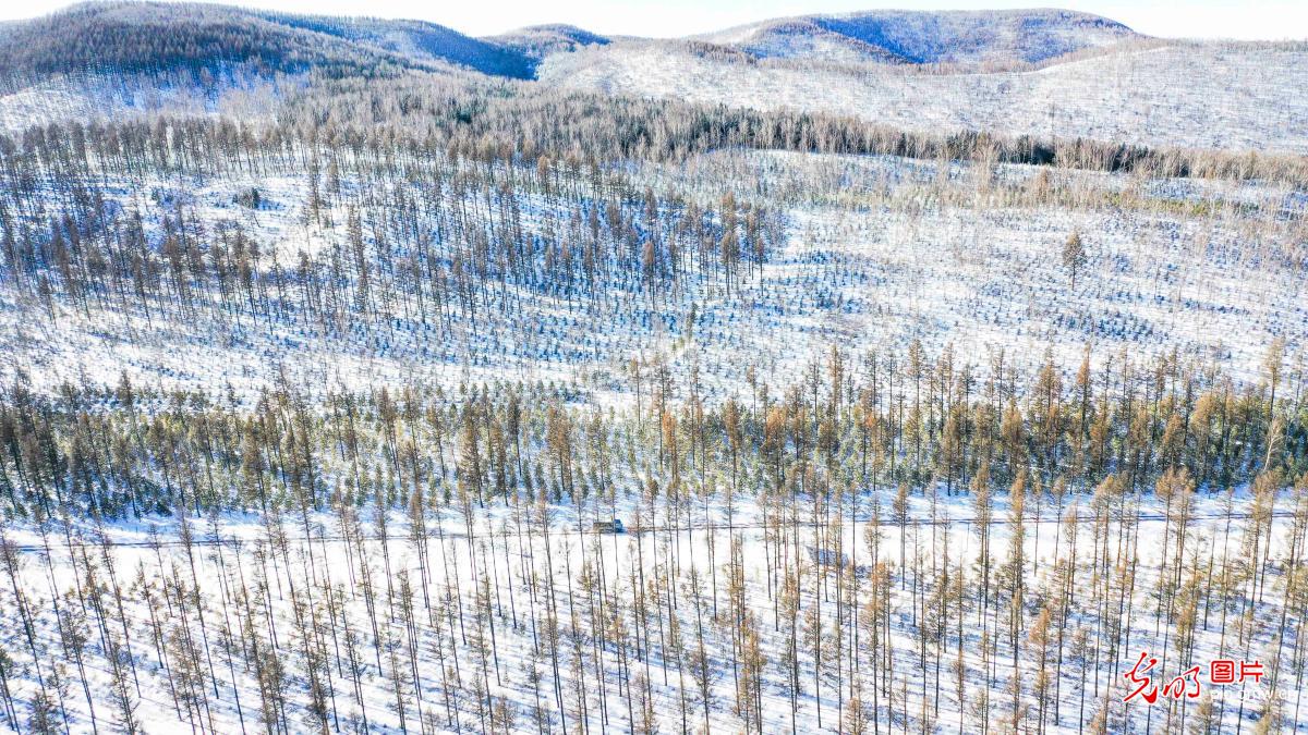 Beatiful snow scenery at Saihanba National Forest Park 赛罕坝春雪美