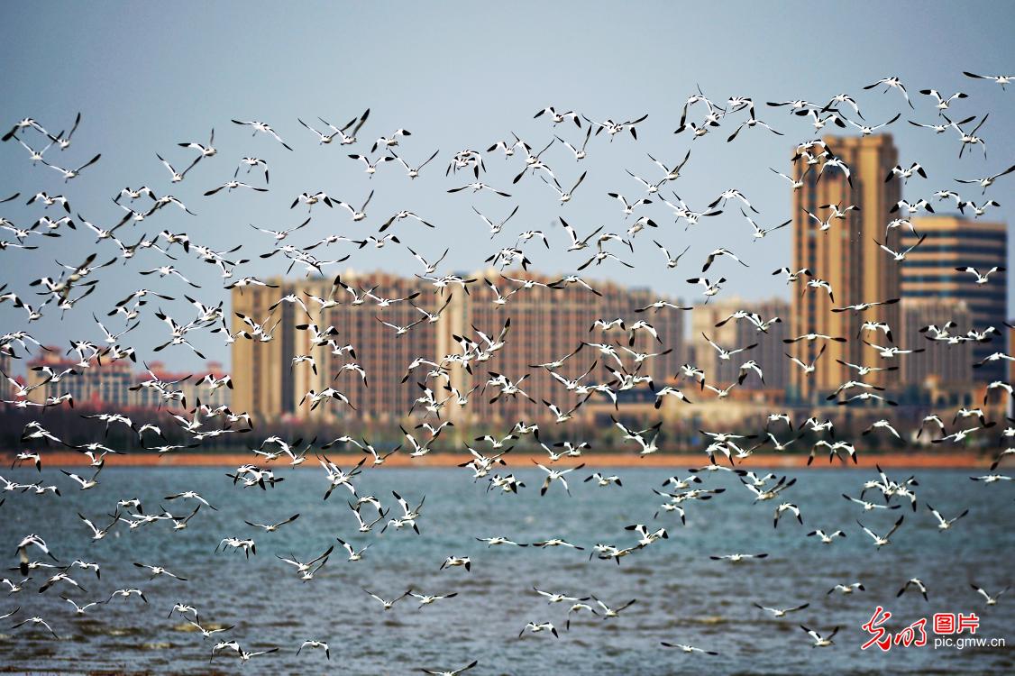 In pics: flocks of pied avocets seen on coast of Qingdao