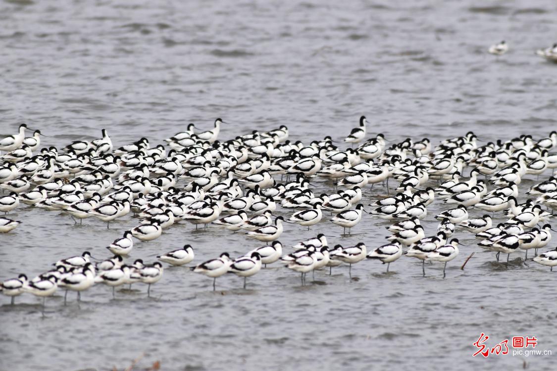 In pics: flocks of pied avocets seen on coast of Qingdao