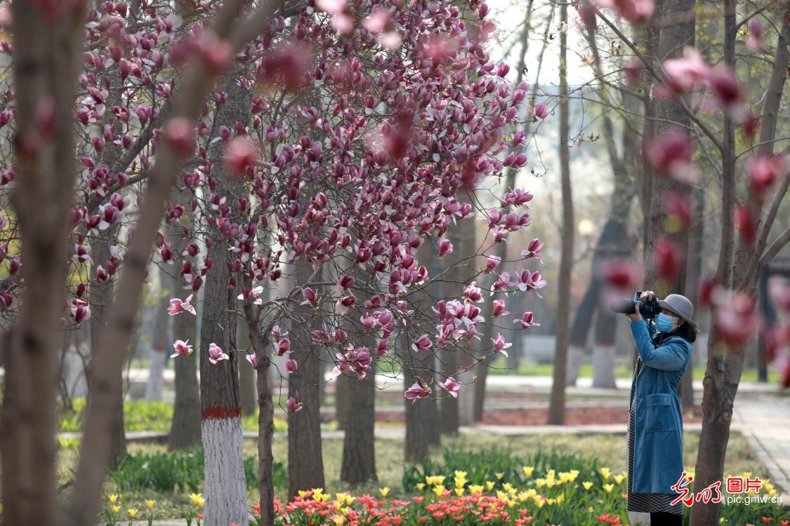 Citizens in Shijiazhuang enjoy springtime