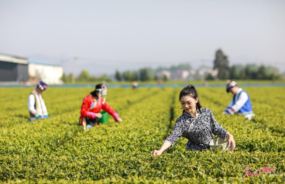 Villagers picking spring tea in E China's Jiangxi