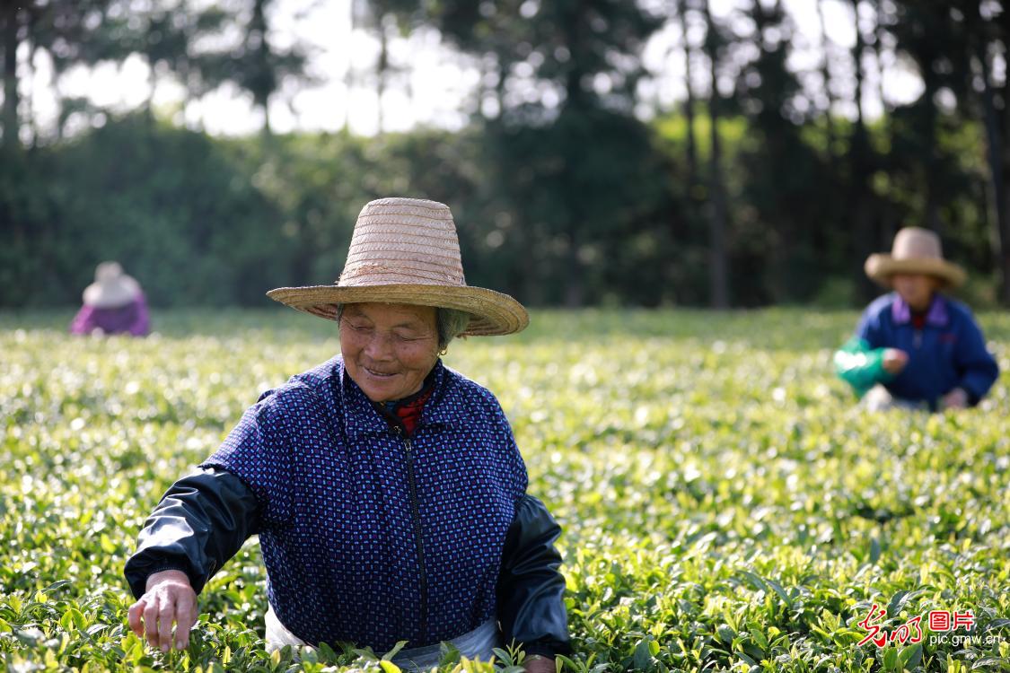 Villagers picking spring tea in E China's Jiangxi