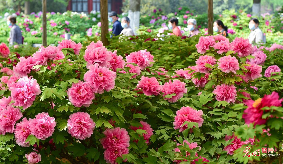 Peonies usher in full bloom in N China's Henan