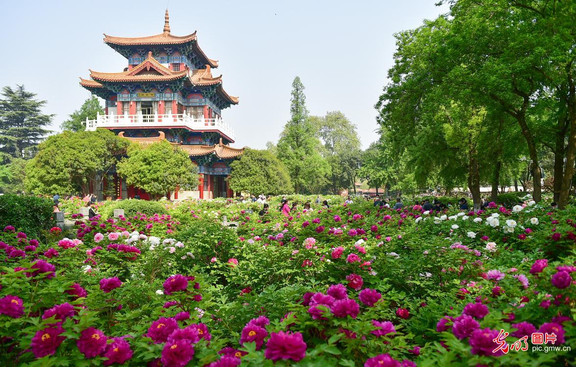 Peonies usher in full bloom in N China's Henan
