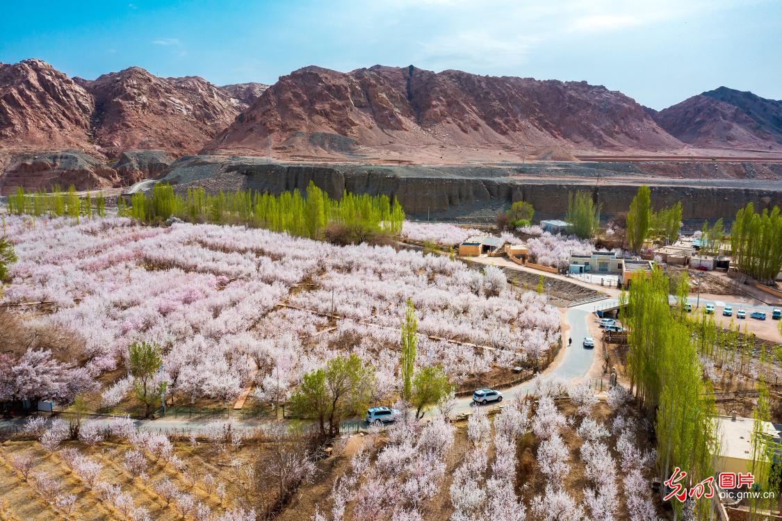 Apricot flowers seen in NW China's Xinjiang
