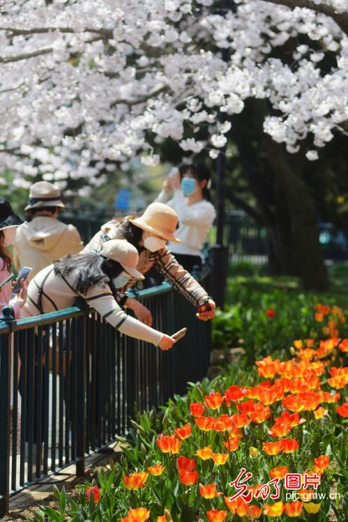 In pics: cherry blossoms in full bloom in E China's Shandong