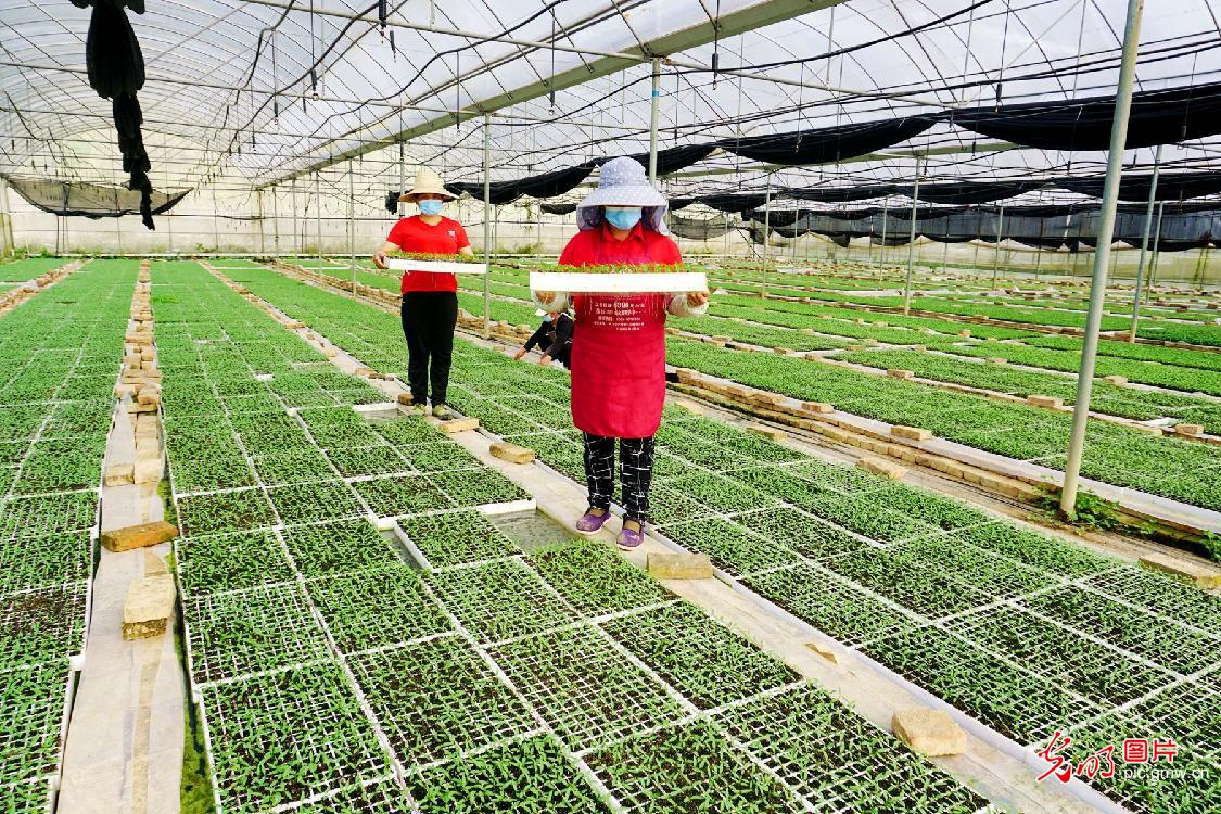 Advanced tech introduced to farmers in Guizhou to promote hot pepper growing Advanced tech introduced to farmers in Guizhou to promote hot pepper growing