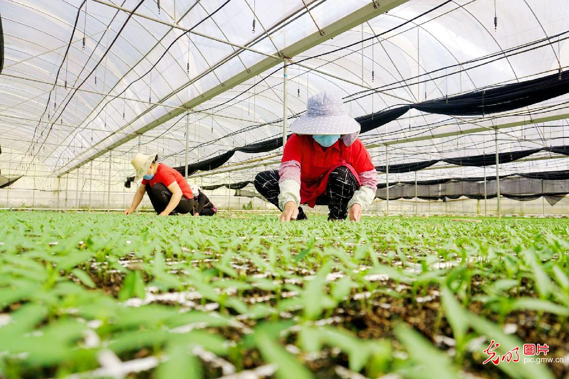 Advanced tech introduced to farmers in Guizhou to promote hot pepper growing