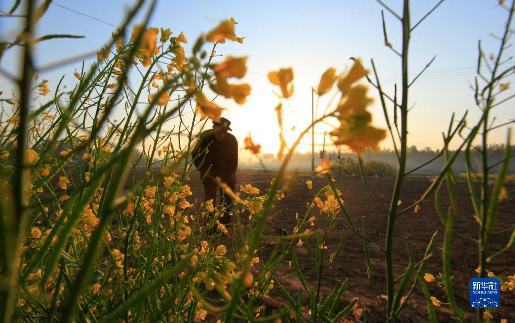 Farmers busy with spring farming as Grain Rain nears