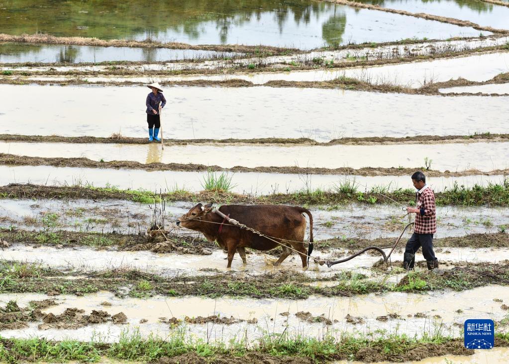 Farmers busy with spring farming as Grain Rain nears