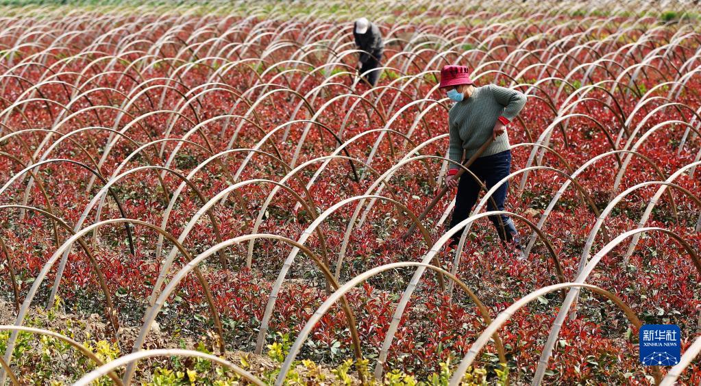 Farmers busy with spring farming as Grain Rain nears