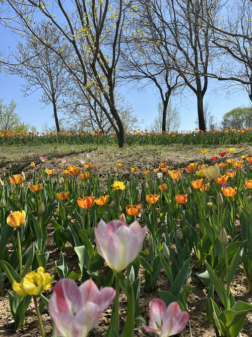 Tulips welcome spring in Beijing