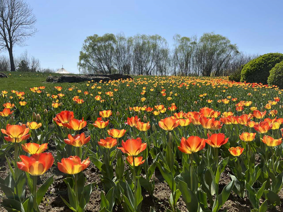 Tulips welcome spring in Beijing