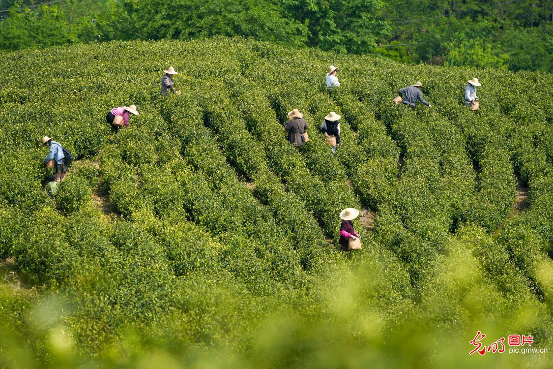 Tea farmers carry out tea picking around Grain Rain in E China's Zhejiang