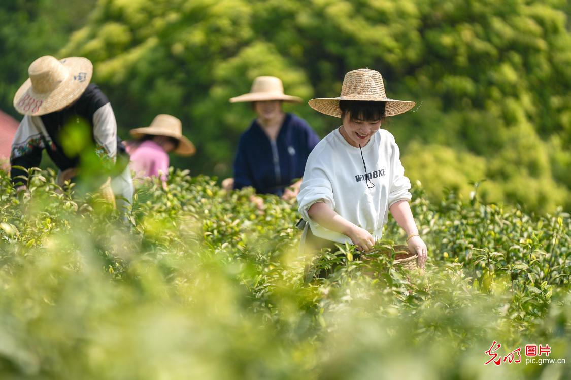 Tea farmers carry out tea picking around Grain Rain in E China's Zhejiang