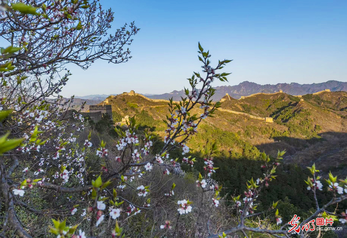 Apricot flowers blooming in Jinshanling Great Wall Scenic Spot, N China's Hebei